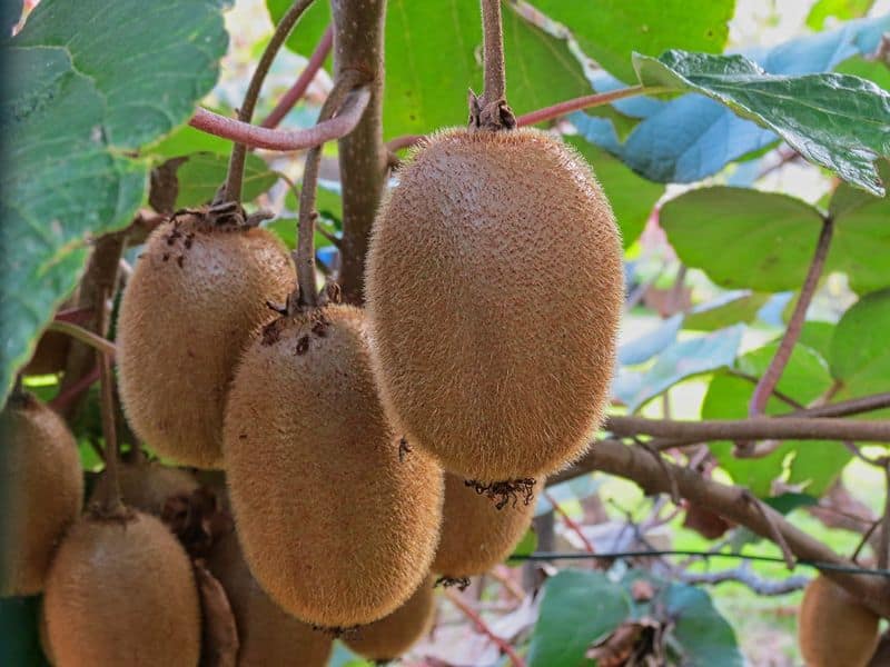 how to grow kiwi fruit