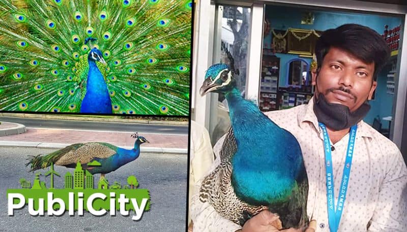 Lockdown emptiness bring peacock to Bengaluru street residents save bird from miscreants