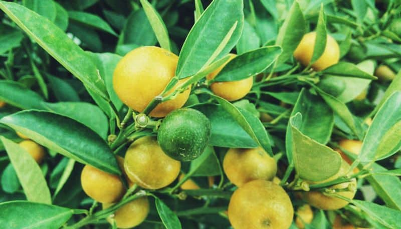 lemon cultivation in home