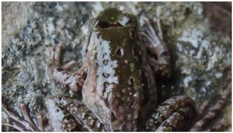 rare frog species belonging to china found in arunachal pradesh by ZSI