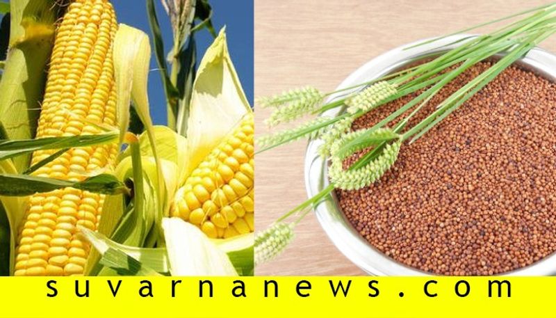 Karnataka Millet Ragi and corn will be the global brand says central govt