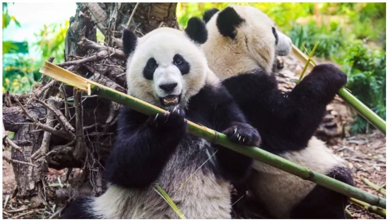 no enough bamboo Canadas Calgary zoo to return two giant pandas to china