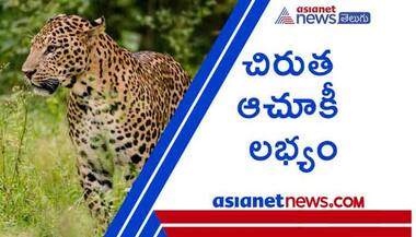 చిలుకూరు అడువుల్లోకి పారిపోయిన చిరుత.. అటవీశాఖ నిర్థారణ..