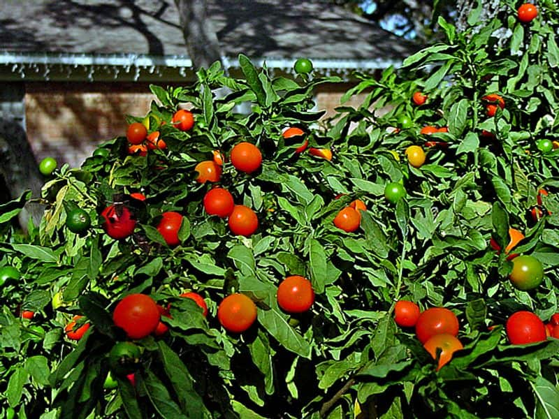 Jerusalem Cherries care these things