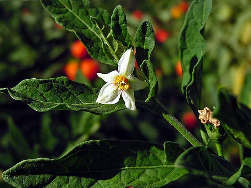 Jerusalem Cherries care these things