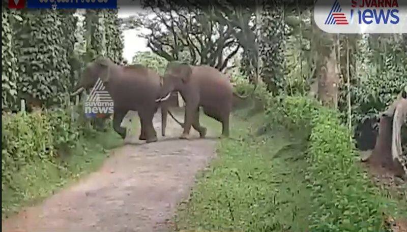 Corona affect Elephant Menace in Chikkamagalur Karnataka