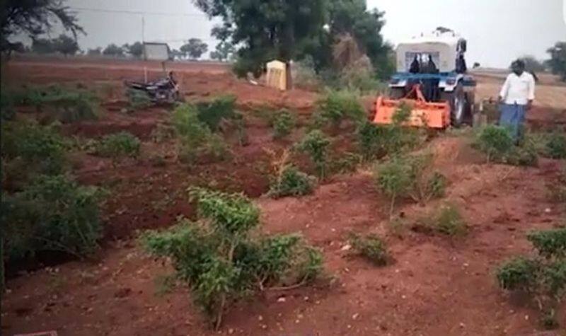 Distressed Gadag Farmer Destroys Chilly Crop