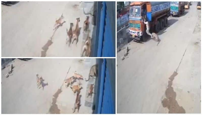 stray dog corners leopard which attack human