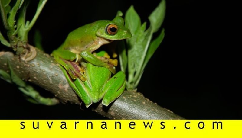 Malabar gliding frog in Kudremukh forest