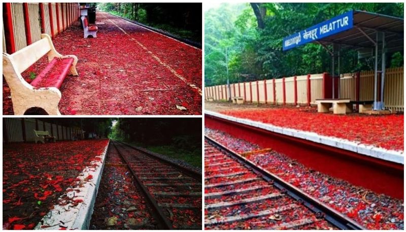 railway minister and official page of railway shares images of gulmohar flowers filled melattur station