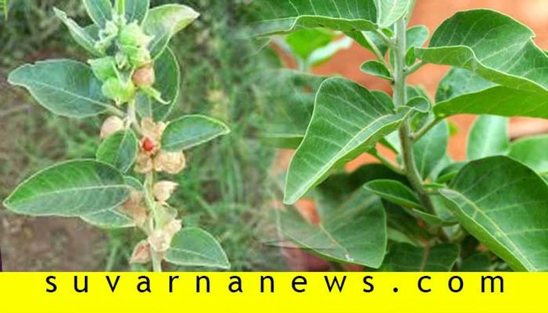 Ashwagandha proved as effective to treat covid infection