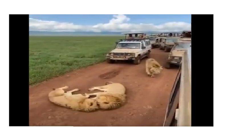 Lions cause traffic jam during tourists safari ride in Africa