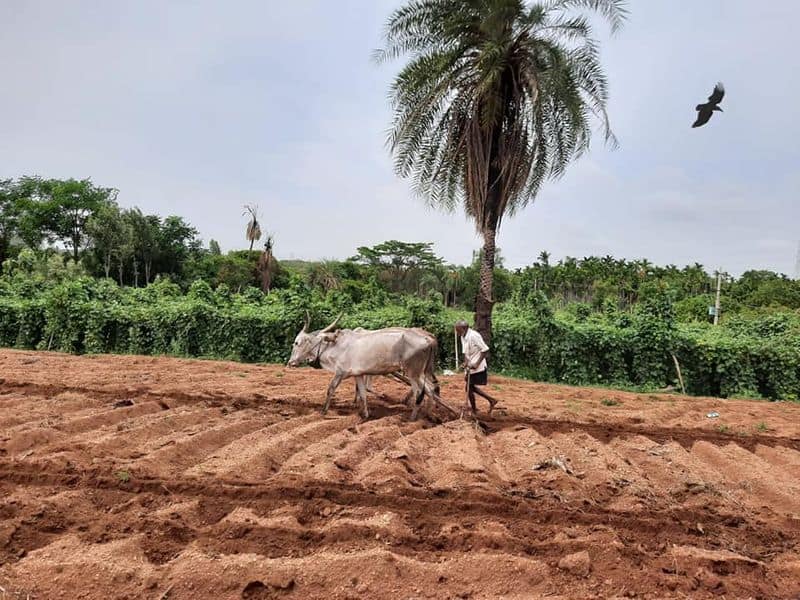 farmer Busy in field for monsoon season agriculture In Doddaballapura