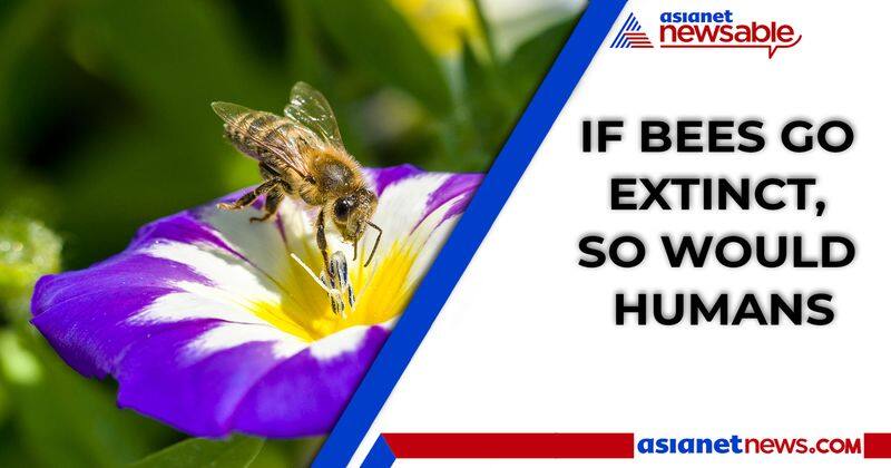 world bee day bees pollination humans extinction