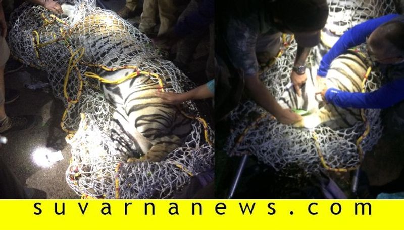 7 year old male tiger trapped in madikeri