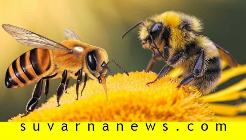 May 20th celebrated as World Honey bee Day