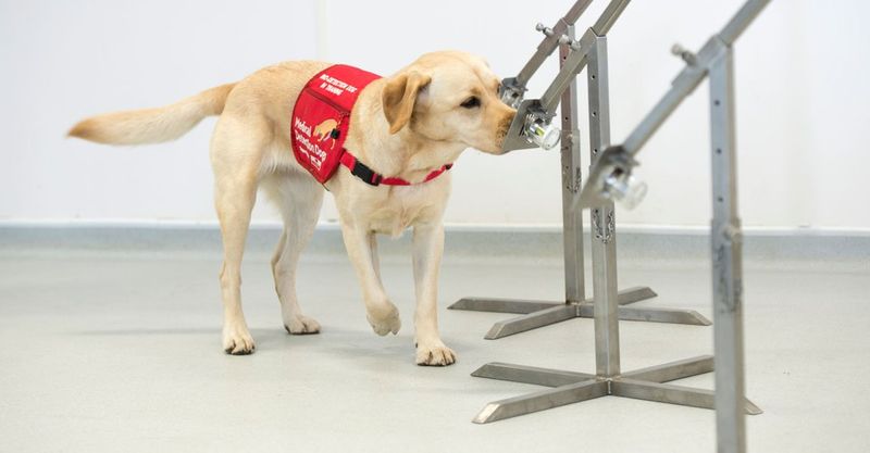 can dogs be trained to sniff corona virus?