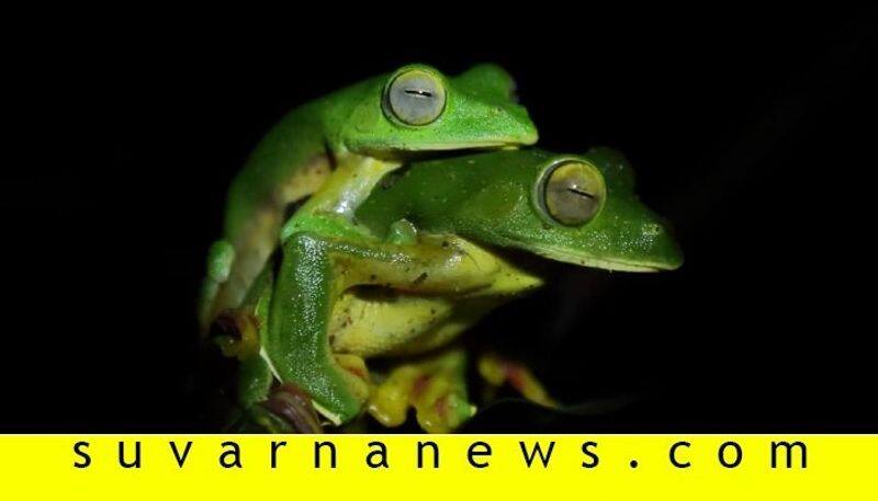 Photo gallery Malabar gliding frog in udupi