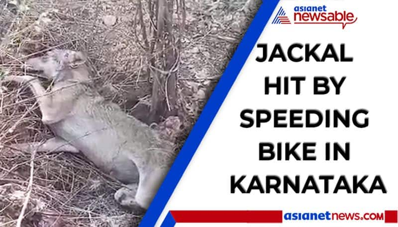 With reduced human movement, traffic, jackal ventures out of forest, gets hit by speeding bike