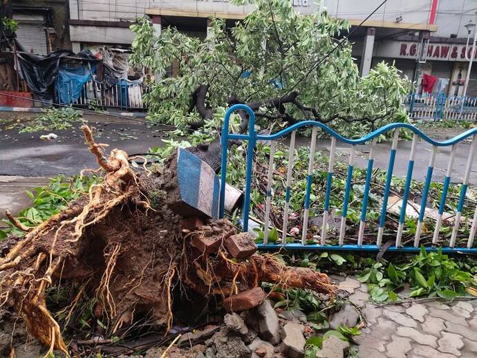 আমফানের আঘাতে অসুস্থ বুড়ো বট পাবে চিকিৎসা,  রি-প্ল্যান্টেশনও করবে কলকাতা পুরসভা