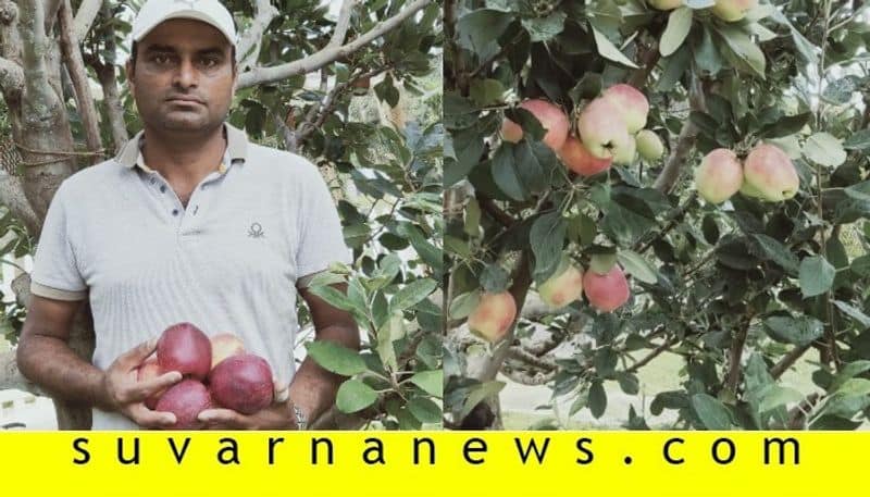 Madikeri farmers grow apple