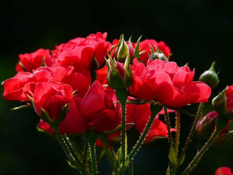 why rose leaves become yellow