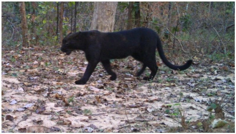 Black Panther spotted in Achanak marg Tiger reserve forest Bilaspur Chhattisgarh