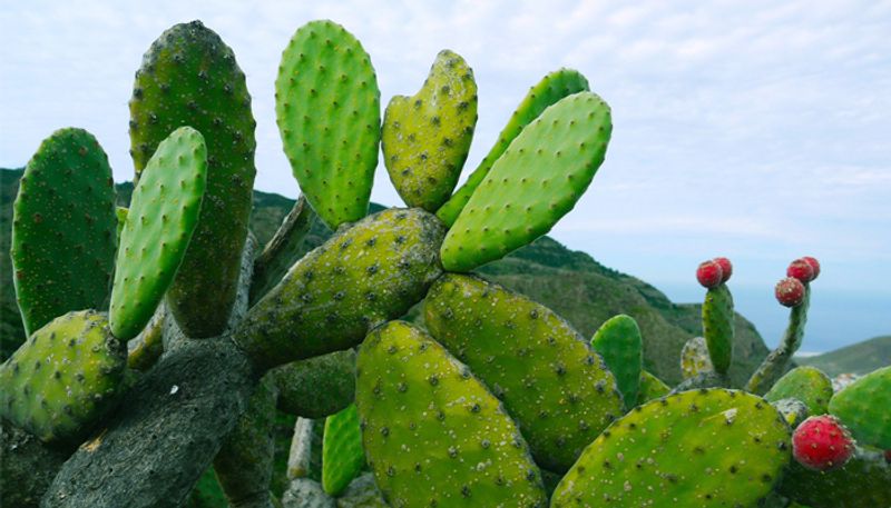 how to grow cactus