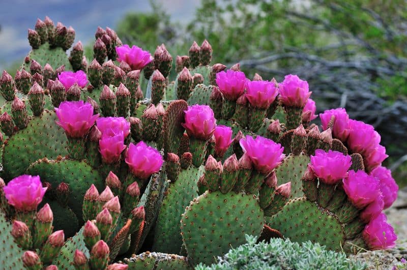 how to grow cactus