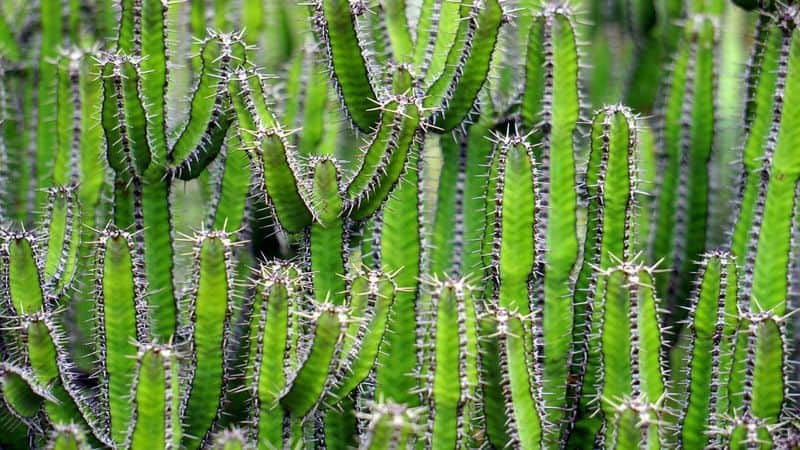 how to grow cactus