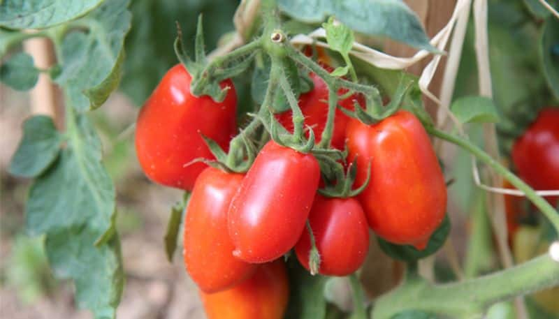 roma tomato how to grow in home