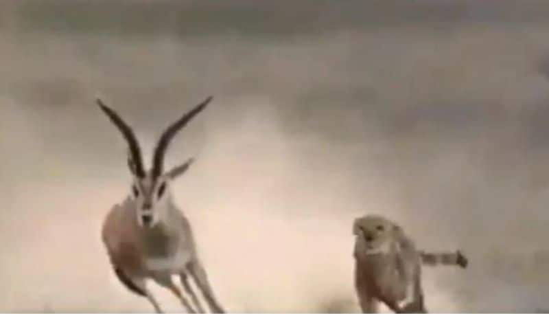 Cheetah chases gazelle in incredible viral video