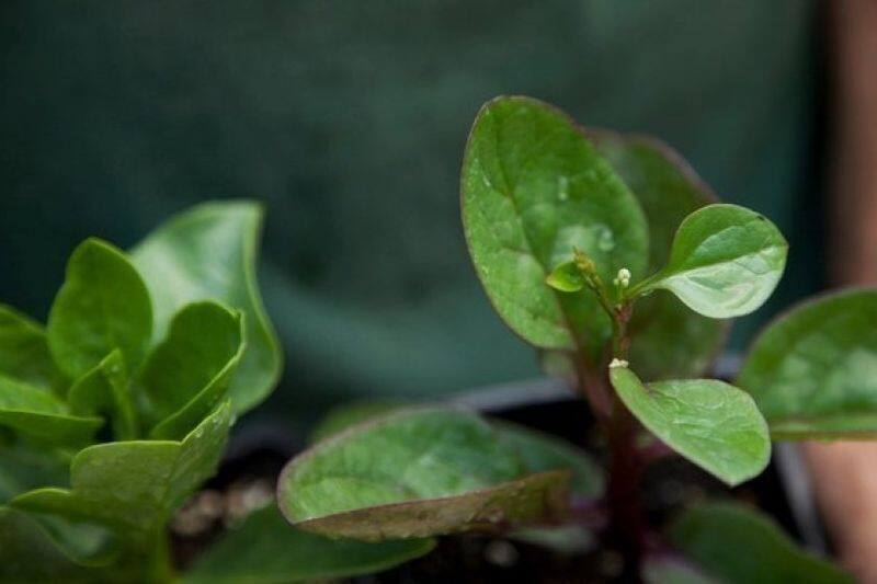 how to grow malabar spinach