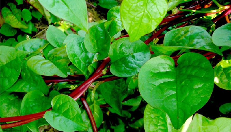 how to grow malabar spinach