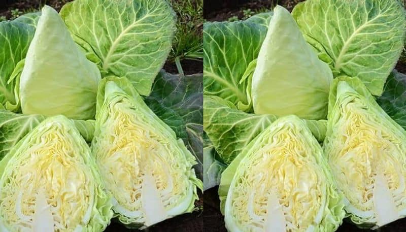 about murdoc cabbage and how to grow