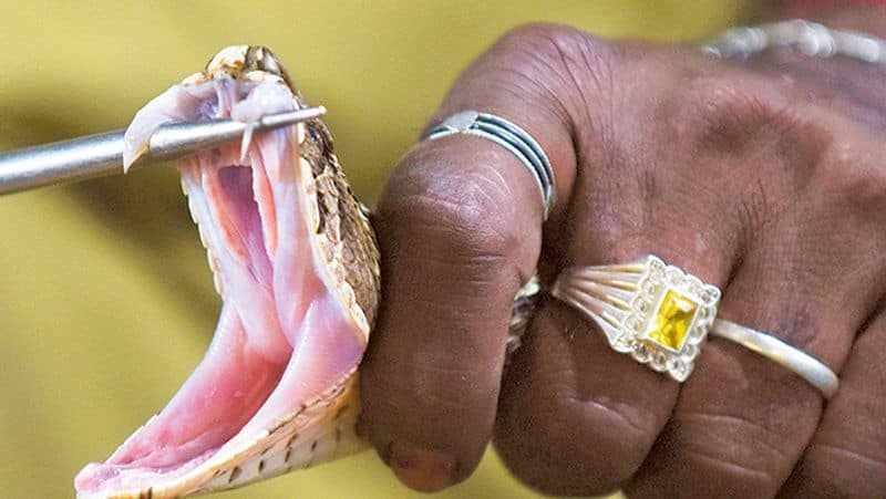 7 year  girl die  Due to Snake bite in Ripponpet Shivamogga