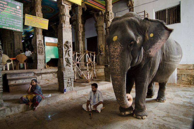 madurai meenakshi amman kovil elephant got sick