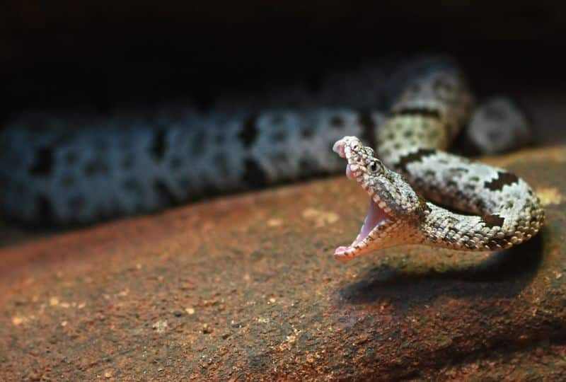 Six-year-old dies in quarantine centre after being bitten by snake