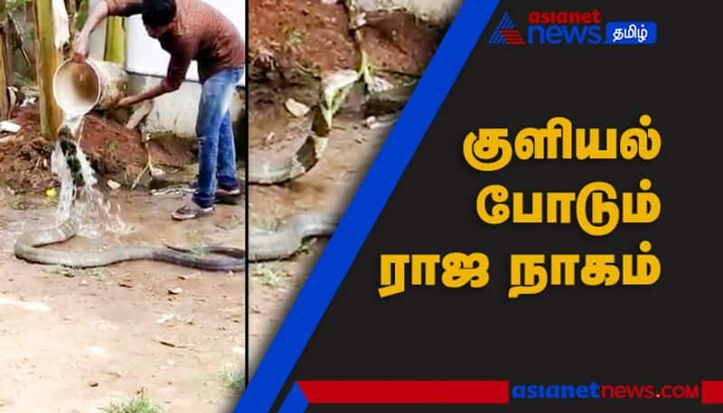 King Cobra Taking Head bath forSummer Viral Video