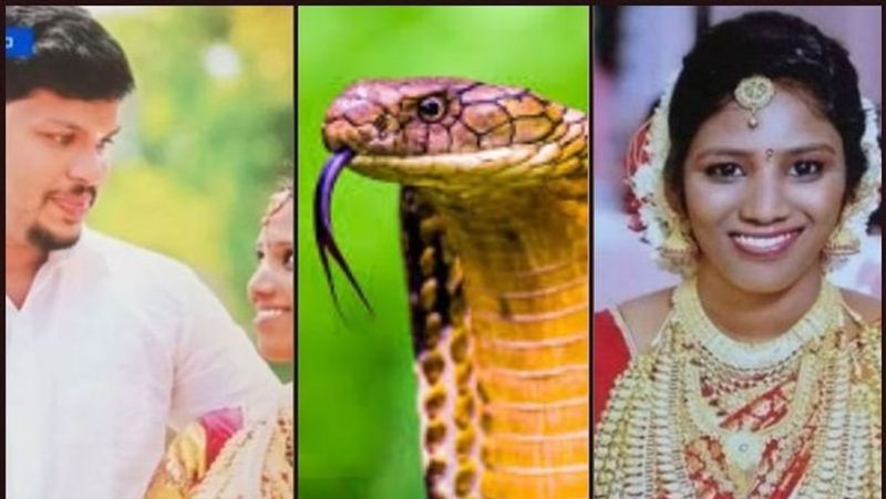 Kerala man kills wife with cobra: Investigation team finds jar husband carried snake in