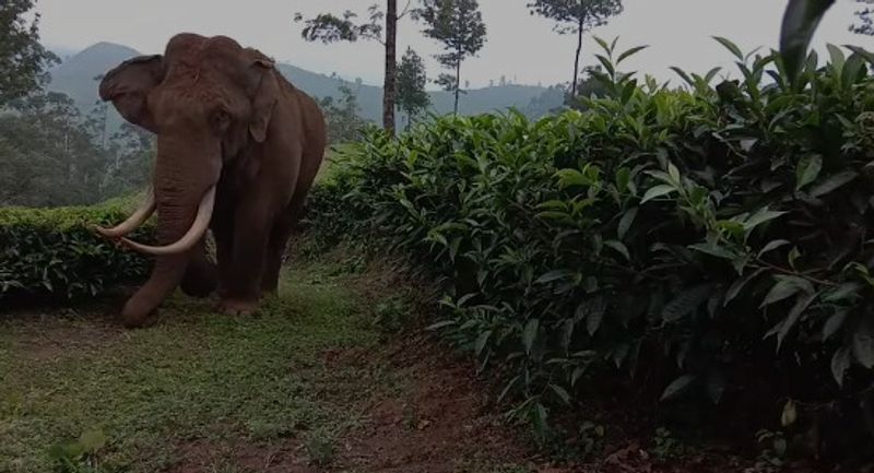 wild elephant attack house collapsed in Idukki 