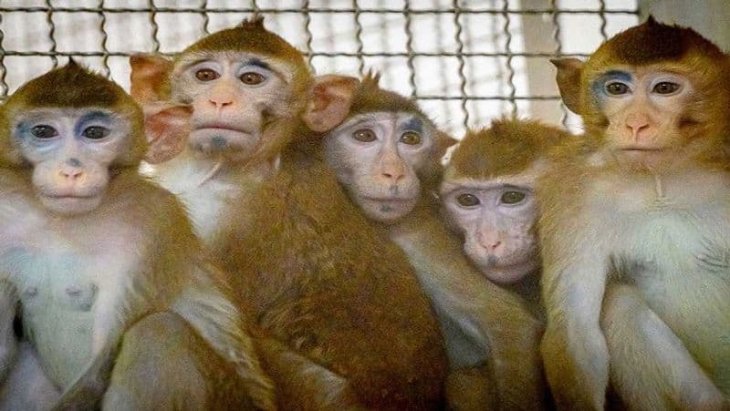 Protection of 30 Monkeys in Flood in Harihara in Davanagere District