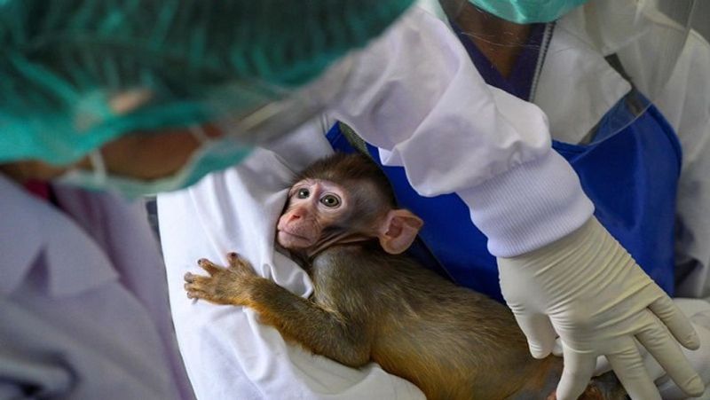 pune NIV to test vaccine in monkeys