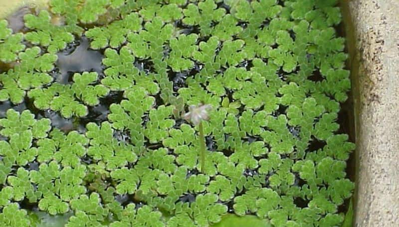 Azolla how to grow in home