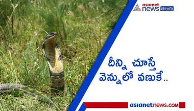 బాబోయ్.. పొలాల్లోకి వచ్చిన 20 అడుగుల గిరినాగు.. హడలిపోయిన రైతులు..