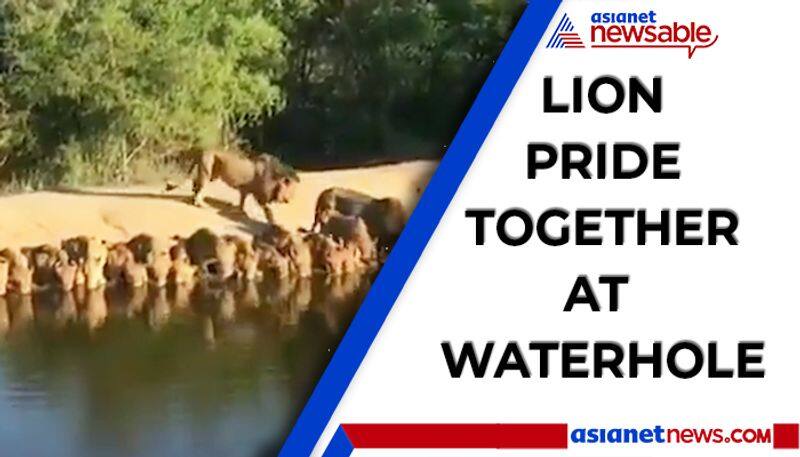 Rare video of a lion pride drinking at a waterhole together goes viral