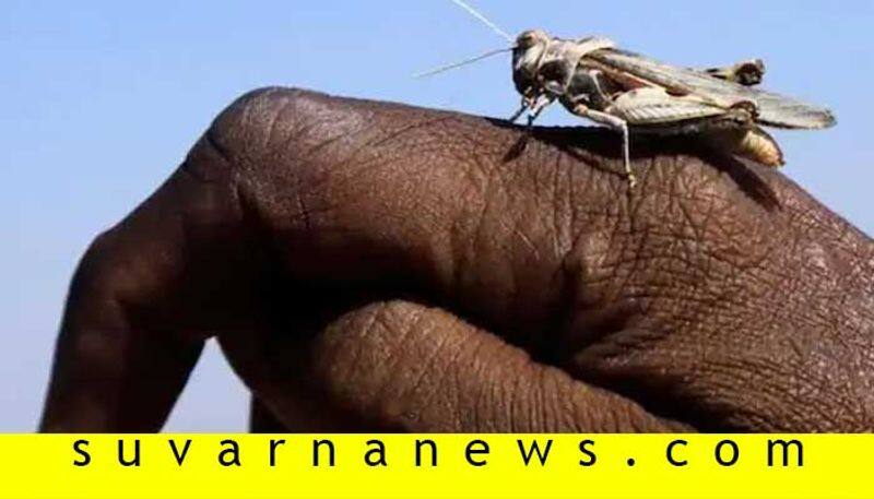 Know about Desert locust and its effects on Indian agriculture