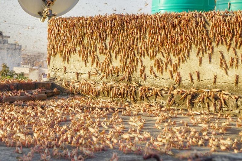 Possibilities Of Locusts Attack On Karnataka Is Less says Agriculture Dept  Commissioner Brijesh Kumar