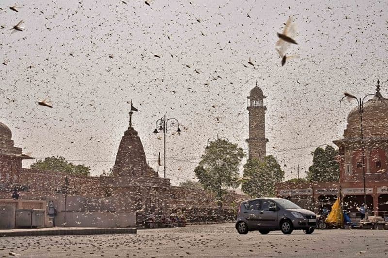 Karnataka Bidar District May Face locusts attack