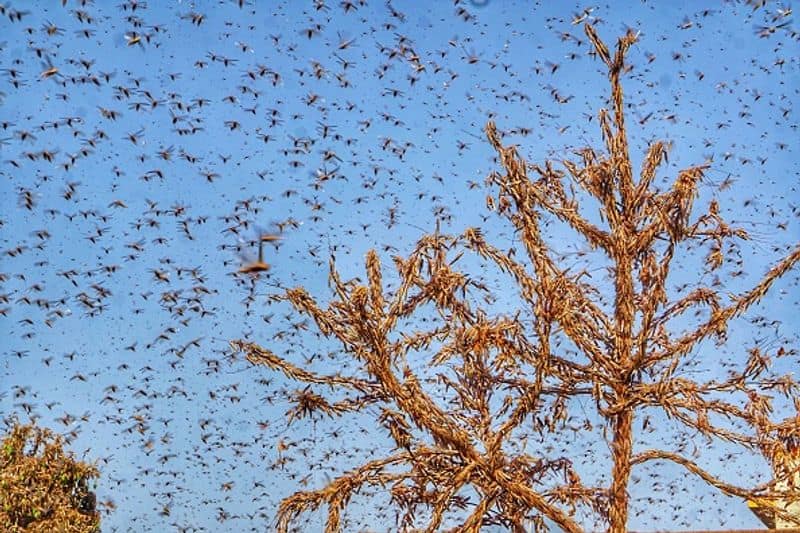 Locust attack tracker New states where the insects are headed